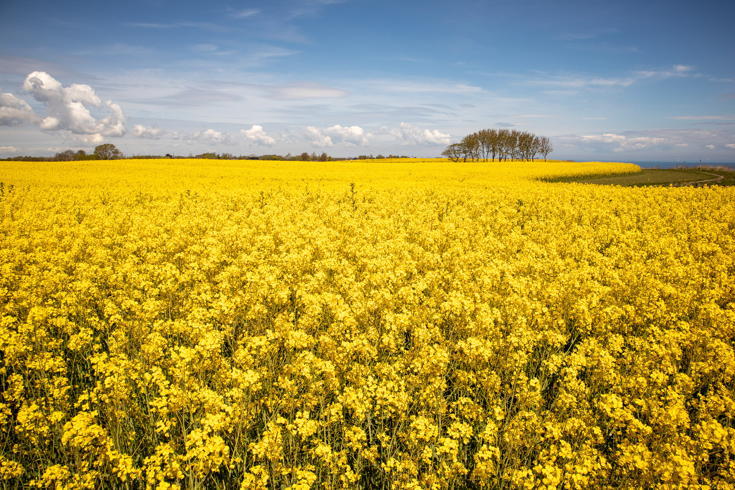 IMG_1012?timestamp=1680259217941