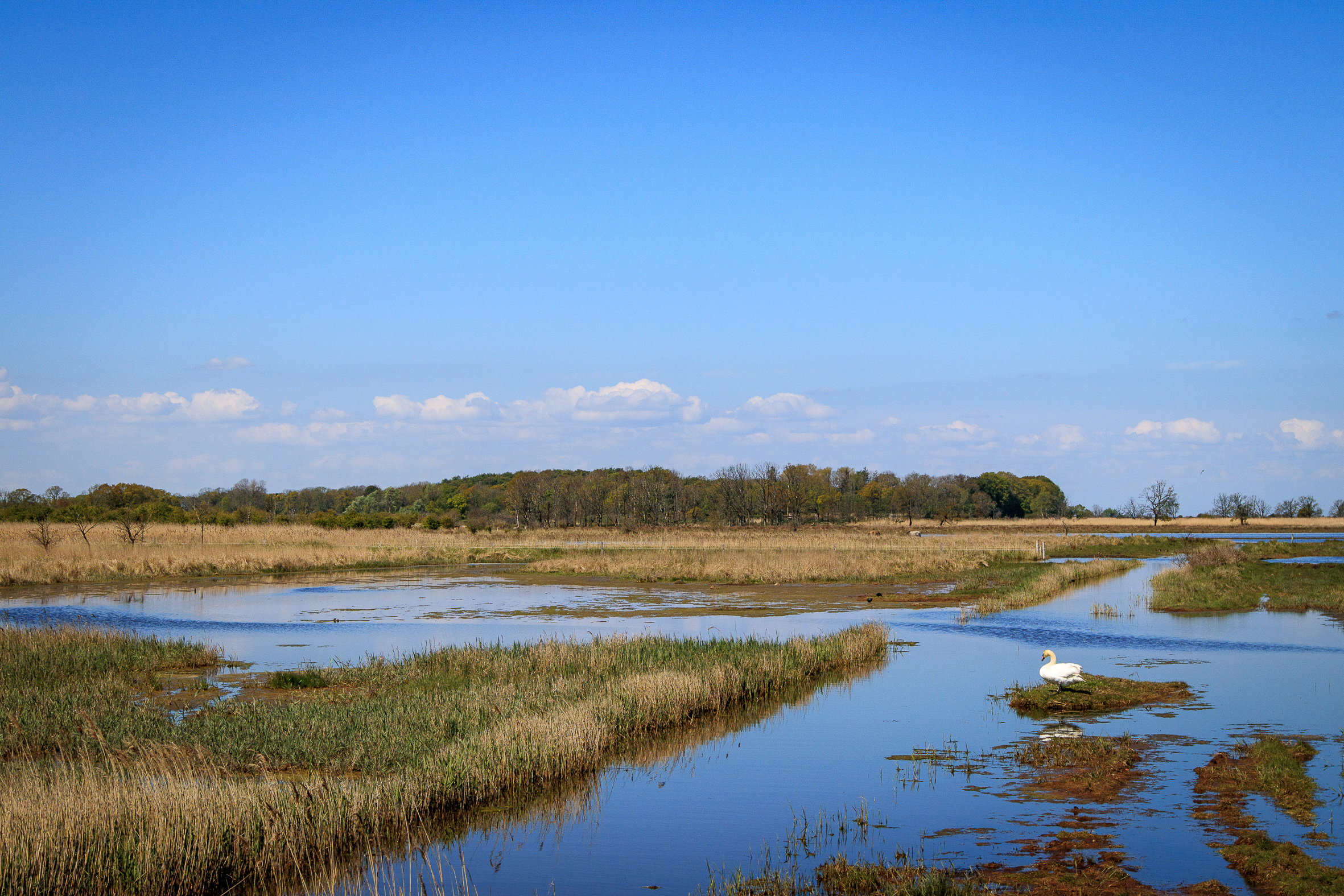 IMG_1035?timestamp=1680259217949